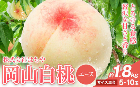 【2026年発送】岡山白桃 エース 約1.8kg 株式会社はちや