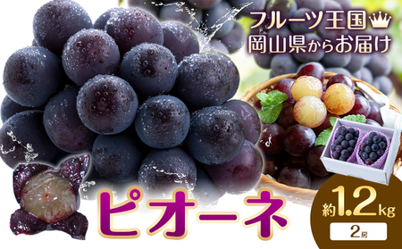 【先行予約】ぶどう ピオーネ 約1.2kg (2房) もりおか農園《9月上旬-10月上旬頃出荷》岡山県 浅口市 送料無料 ぶどう フルーツ 果物 くだもの デザート おやつ【配送不可地域あり】