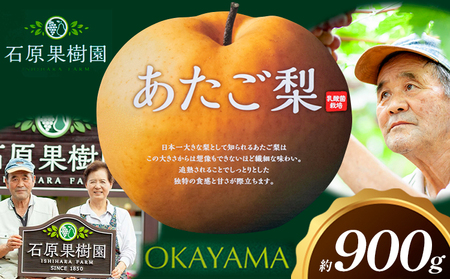 梨 あたご梨 1玉 約900g 贈答箱入り 石原果樹園《2026年11月中旬-12月下旬頃出荷》岡山県 浅口市 フルーツ 果物 ギフト 贈り物 国産 岡山県産 送料無料