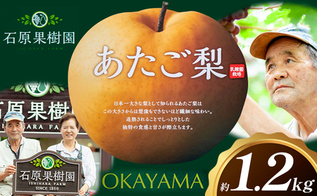 梨 あたご梨 1玉 約1.2kg 贈答箱入り 石原果樹園《2026年11月中旬-12月下旬頃出荷》岡山県 浅口市 フルーツ 果物 ギフト 贈り物 国産 岡山県産 送料無料 6,840円