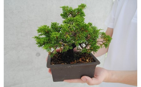 植木のまちより 手軽にミニ盆栽はじめませんか 真柏 シンパク 岡山県浅口市 ふるさと納税サイト ふるなび