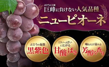 訳あり ニューピオーネ 約1.2kg《8月下旬-10月中旬頃出荷》ピオーネ