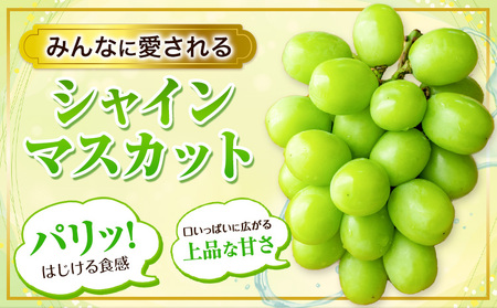  シャインマスカット マスカット 岡山県産 ぶどう 約 2kg 3~5房 令和6年度先行予約 訳あり《9月中旬-11月上旬頃より発送予定(土日祝除く)》岡山県 浅口市 シャインマスカット ぶどう フルーツ 果物 贈り物 ギフト 国産 岡山県産 送料無料