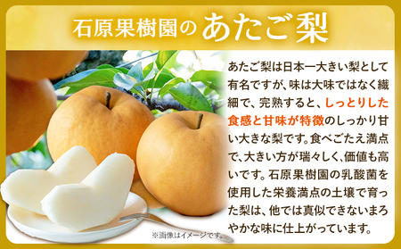 【先行予約】あたご 梨 4～9玉（約4kg）化粧箱 石原果樹園 《11月中旬-12月下旬頃より発送予定》岡山県 浅口市 フルーツ 果物 ギフト 贈り物 国産 岡山県産 送料無料