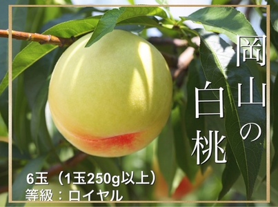 Gj-1　【令和8年発送・先行予約】岡山県産　白桃（1玉250g以上）6玉　等級：ロイヤル　化粧箱入り