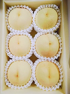 Fg-8【令和8年発送・先行予約】岡山県産 桃食べ比べ全2回コース