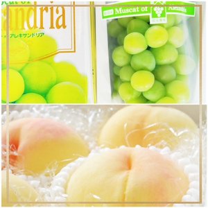 JZ-1【令和8年発送・先行予約】フルーツ定期便5回コースB