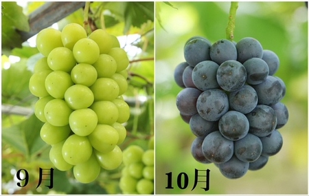 dh-1【令和8年発送・先行予約】岡山県産　晴れの国岡山フルーツ7月8月9月10月11月12月定期便6回　化粧箱入りB