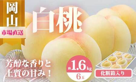 Eo-1【令和8年発送・先行予約】岡山県産　白桃6玉（合計1.6kg以上）　化粧箱入り