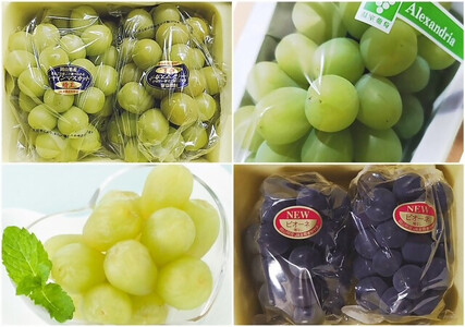 Ga-1【令和8年発送・先行予約】ぶどうの定期便全3回