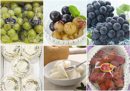 vz-1【令和8年発送・先行予約】フルーツ定期便全4回