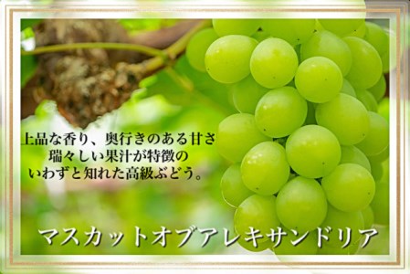Gg-2　【令和６年発送・先行予約】岡山県産　果物と新米の定期便　全３回コースC