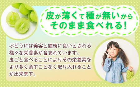 【2025年先行予約】岡山県産 シャインマスカット 約2kg(3房~5房) 家庭用 訳あり /9月下旬~10月上旬 受付順に発送予定