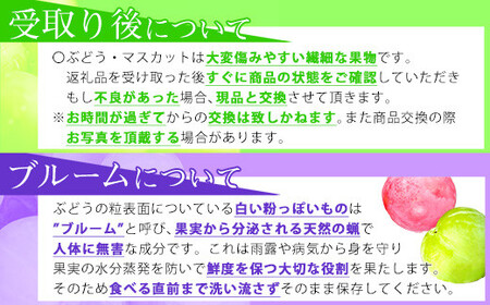 【2025年先行予約】岡山県産 シャインマスカット 約2kg(3房~5房) 家庭用 訳あり /9月下旬~10月上旬 受付順に発送予定