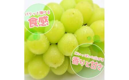 岡山県産　シャインマスカット「晴王」約１.２ｋｇ(１房６００ｇ以上）２房入り（ハックルベリーフィン）