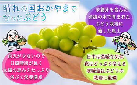 岡山県産　シャインマスカット「晴王」約１.２ｋｇ(１房６００ｇ以上）２房入り（ハックルベリーフィン）