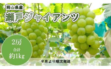 岡山県産　瀬戸ジャイアンツ（１房４８０ｇ以上・約１kg）２房入り　マスカット（ハックルベリーフィン）