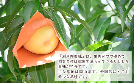 【2025年先行予約】 桃 岡山県産 瀬戸内 白桃 約1.2kg(4～5玉) 《2025年8月中旬-下旬頃出荷》 白桃 岡山 はくとう スイーツ フルーツ 果物 先行予約 数量限定 期間限定 岡山 里庄町 モモ もも 桃