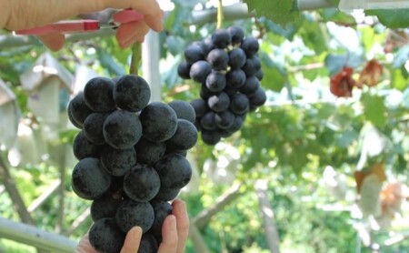 ぶどう 2024年 先行予約 ご家庭用 ニュー ピオーネ 約2.0kg （3～5房） ブドウ 葡萄 岡山県産 国産 フルーツ 果物