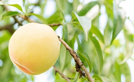桃 2024年 先行予約 清水白桃 8玉 合計約2.0kg もも モモ 岡山県産 国産 フルーツ 果物 ギフト