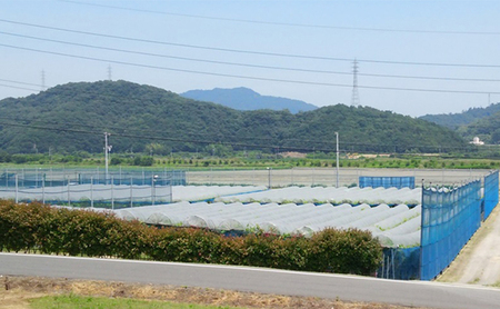 【2026年先行予約】 ぶどう 岡山県産 たたらみねらる シャインマスカット 1房(約550g) 《2026年8月下旬-10月下旬頃出荷》 葡萄 ブドウ フルーツ 果物 スイーツ 数量限定 期間限定 岡山 里庄町 