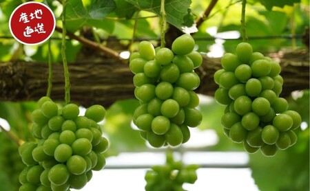 訳あり シャインマスカット 2房 合計1.1kg以上 産地直送 朝採れ ぶどう 葡萄 シャイン マスカット 岡山 Kawahara Green Farm 2026年