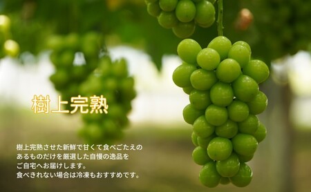 訳あり シャインマスカット 2房 合計1.1kg以上 産地直送 朝採れ ぶどう 葡萄 シャイン マスカット 岡山 Kawahara Green Farm 2026年