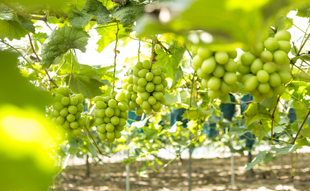 【定期便】【2026年先行予約】 ぶどう 岡山県産 シャインマスカット 1kg箱（各2～3房） 定期便 3回 《2026年10月中旬-12月上旬頃出荷》 葡萄 ブドウ 岡山県産 フルーツ 果物 数量限定