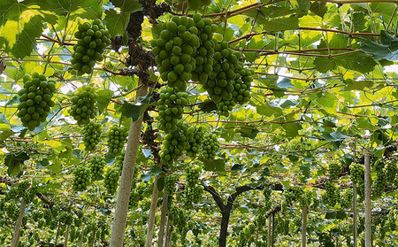 ぶどう 2026年 先行予約 【平均糖度20度】 農家こだわりの シャイン マスカット 2房 合計約1.0kg 贈答クラス ブドウ 葡萄 岡山県産 国産 フルーツ 果物 ギフト 【 Nini farm 農家 直送 】