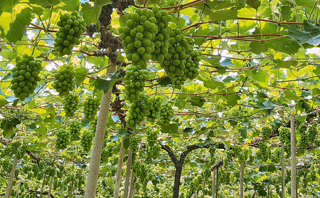 ぶどう 2026年 先行予約 【平均糖度20度】 ご家庭用 農家こだわりの シャイン マスカット 2～3房 合計約1.2kg ブドウ 葡萄 岡山県産 国産 フルーツ 果物 【 Nini farm 農家 直送 】