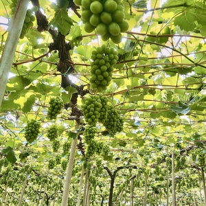 ぶどう 2026年 先行予約 農家こだわりのシャインマスカット＆お任せ2品種  3房合計約1.2kg ブドウ 葡萄 岡山県産 国産 フルーツ 果物 ギフト 【 Nini farm 農家 直送 】