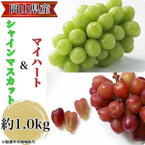 ぶどう 2026年 先行予約 農家こだわりのシャインマスカット&ハート型のマイハート 合計約1.0kg ブドウ 葡萄 岡山県産 国産 フルーツ 果物 ギフト 【 Nini farm 農家 直送 】