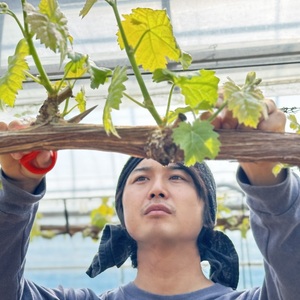 ぶどう 2026年 先行予約 農家こだわりのシャインマスカット&ハート型のマイハート 合計約1.2kg ブドウ 葡萄 岡山県産 国産 フルーツ 果物 ギフト 【 Nini farm 農家 直送 】