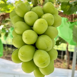 ぶどう 2026年 先行予約 話題の品種 富士の輝＆こだわりのシャインマスカット 贈答ランク 合計約1.2kg ブドウ 葡萄 岡山県産 国産 フルーツ 果物 ギフト 【 Nini farm 農家 直送 】