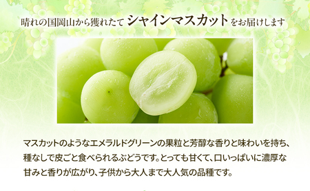 【2026年先行予約】 桃 ぶどう 欲張りセレクト 定期便 2回コース ( 白桃 ・ シャインマスカット )《2026年7月上旬-8月中旬頃出荷》 もも モモ 葡萄 ブドウ 里庄町 数量限定