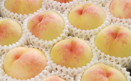 【桃 2026年 先行予約】贈答用 岡山白桃 約1.5kg(4~6玉) もも モモ 岡山県 国産 フルーツ 果物