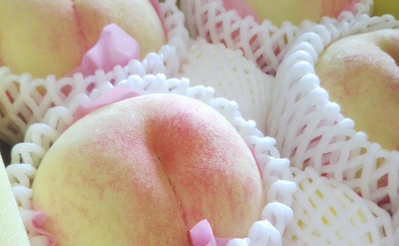 【桃 2026年 先行予約】贈答用 岡山白桃 約1.5kg(4~6玉) もも モモ 岡山県 国産 フルーツ 果物