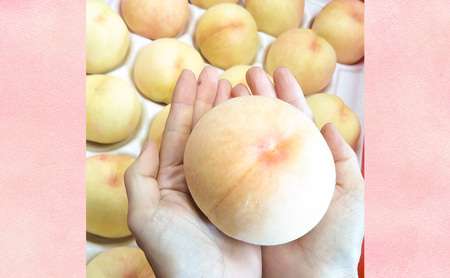 【桃 2026年 先行予約】贈答用 清水白桃 約1.5kg(4～6玉) もも モモ 岡山県 国産 フルーツ 果物