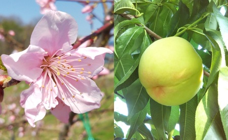 【桃 2026年 先行予約】贈答用 清水白桃 約1.5kg(4～6玉) もも モモ 岡山県 国産 フルーツ 果物