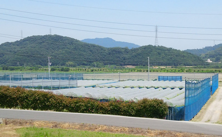 【2025年先行予約】 ぶどう 岡山県産 たたらみねらる シャインマスカット 2房(1房約650g) 《2025年8月下旬-10月下旬頃出荷》 葡萄 ブドウ フルーツ 果物 スイーツ 数量限定 期間限定 岡山 里庄町