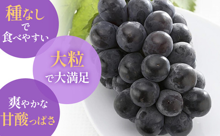 【2026年先行予約】 ぶどう 岡山県産 ニューピオーネ （ 種無し ）約1kg（2房） 《2026年8月下旬-9月中旬頃出荷》 葡萄 ブドウ フルーツ 果物 スイーツ 数量限定 期間限定 岡山 里庄町 