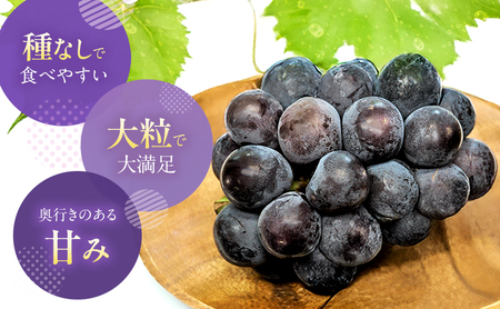 【2026年先行予約】 ぶどう 岡山県産 オーロラブラック ( 種無し )約1kg(2房) 《2026年9月上旬-中旬頃出荷》 葡萄 ブドウ フルーツ 果物 スイーツ 数量限定 期間限定 岡山 里庄町