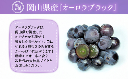 【2026年先行予約】 ぶどう 岡山県産 オーロラブラック ( 種無し )約1kg(2房) 《2026年9月上旬-中旬頃出荷》 葡萄 ブドウ フルーツ 果物 スイーツ 数量限定 期間限定 岡山 里庄町