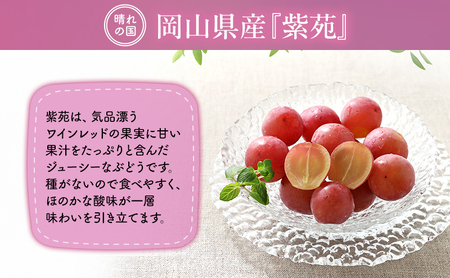 【2026年先行予約】 ぶどう 岡山県産 冬のぶどう 紫苑 ( 種無し )1房(約700g) 《2026年10月中旬-11月上旬頃出荷》 葡萄 ブドウ フルーツ 果物 数量限定 期間限定 岡山 里庄町 果物類