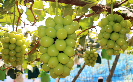ぶどう 2024年 先行予約 シャインマスカット 1.2kg以上（2房） ブドウ 葡萄 岡山県 国産 フルーツ 果物 ギフト ガーデンファームヨシダ