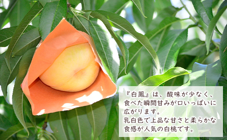 桃 白鳳（白桃）約2kg（6～8玉） 岡山県産 桃 もも 果物 フルーツ 2023年 先行予約