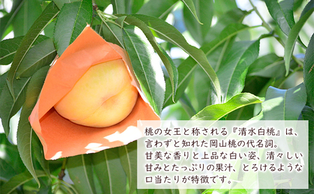 桃 2024年 先行予約 清水 白桃 約1.5kg（5～6玉） もも モモ 岡山県産 国産 フルーツ 果物 ギフト