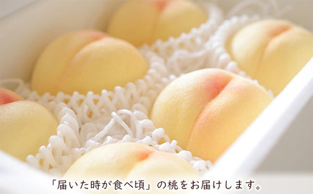 桃 2024年 先行予約 清水 白桃 約2kg（6～8玉） もも モモ 岡山県産 国産 フルーツ 果物 ギフト