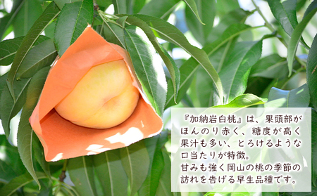 桃 2024年 先行予約 加納岩 白桃 約1.5kg（5～7玉） 岡山県 フルーツ もも 桃 モモ ピーチ 人気 新鮮 フルーツ 桃 デザート フルーツ もも 桃 モモ ギフト くだもの 桃 もも 果物 フルーツ 桃 もも
