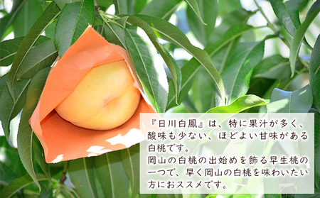 桃 2024年 先行予約 日川白鳳（白桃）約1.5kg（5～7玉） もも モモ 岡山県産 国産 フルーツ 果物 ギフト